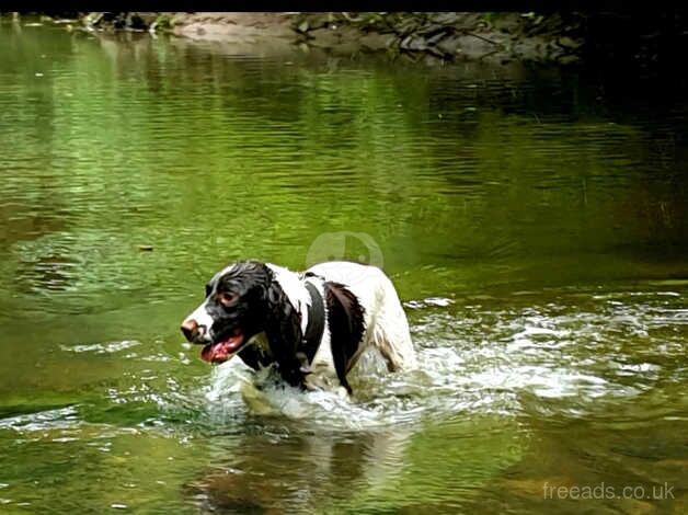 KC registered springer spaniel puppies for sale in Stockton On Tees, County Durham - Image 4