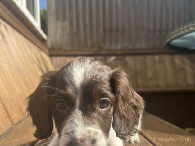 KC registered springer spaniel puppies for sale in Stockton On Tees, County Durham - Image 5