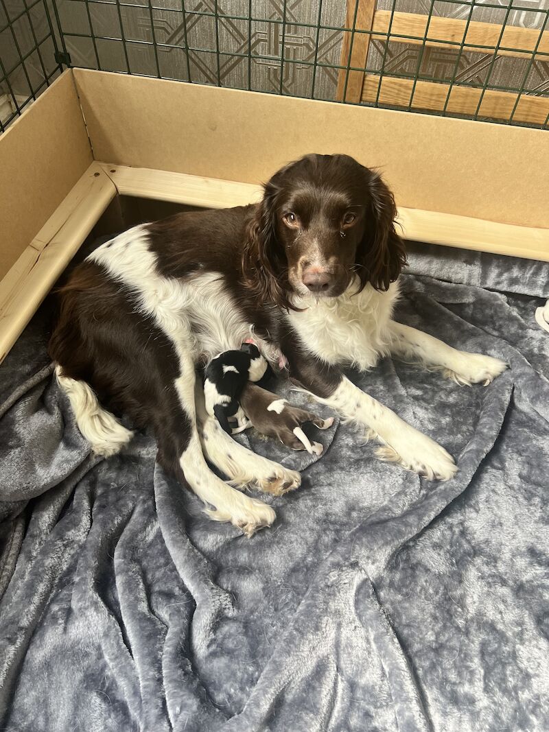 KC registered Springer Spaniel pups for sale in Selkirk, Scottish Borders