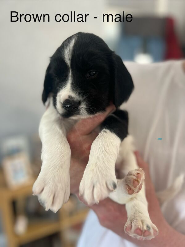 KC registered Springer Spaniel pups for sale in Selkirk, Scottish Borders - Image 2