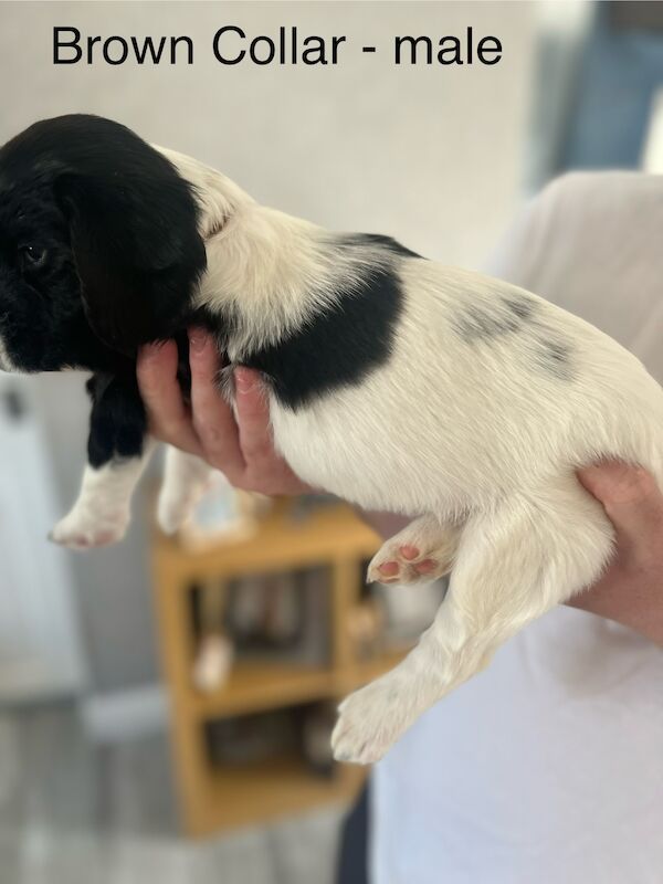 KC registered Springer Spaniel pups for sale in Selkirk, Scottish Borders - Image 3