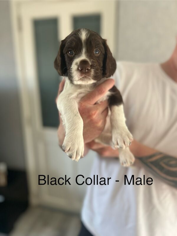 KC registered Springer Spaniel pups for sale in Selkirk, Scottish Borders - Image 4