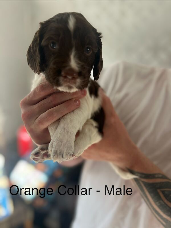 KC registered Springer Spaniel pups for sale in Selkirk, Scottish Borders - Image 6