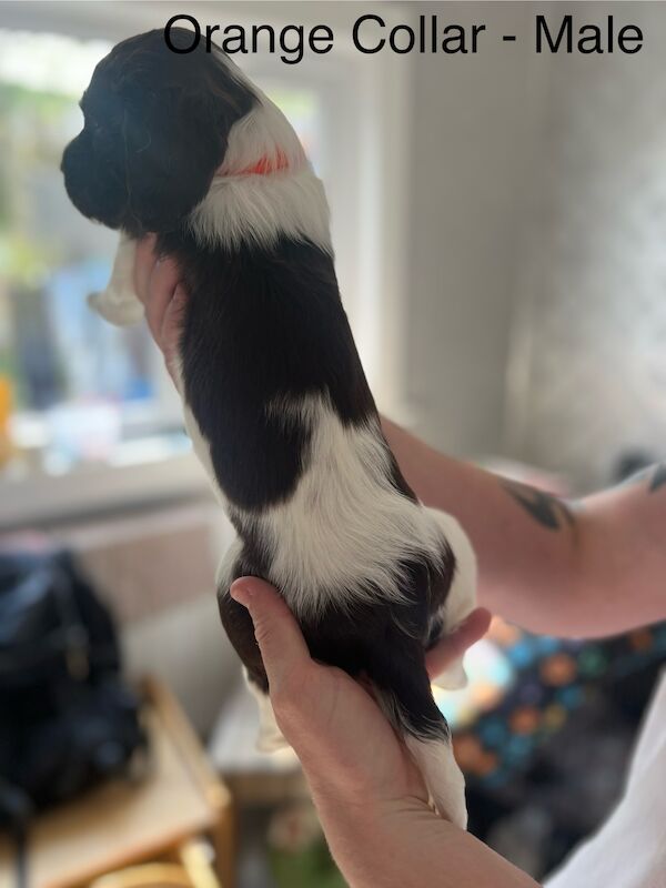 KC registered Springer Spaniel pups for sale in Selkirk, Scottish Borders - Image 7