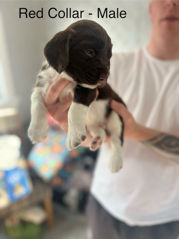 KC registered Springer Spaniel pups for sale in Selkirk, Scottish Borders - Image 8