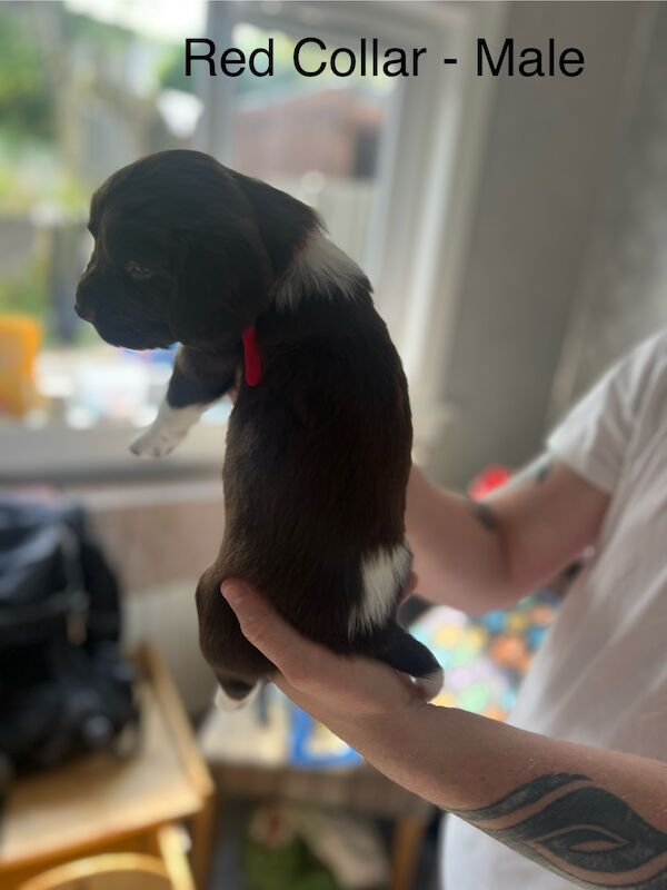 KC registered Springer Spaniel pups for sale in Selkirk, Scottish Borders - Image 9