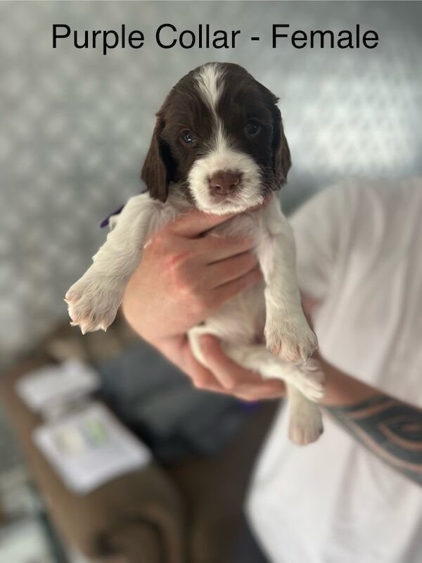 KC registered Springer Spaniel pups for sale in Selkirk, Scottish Borders - Image 10