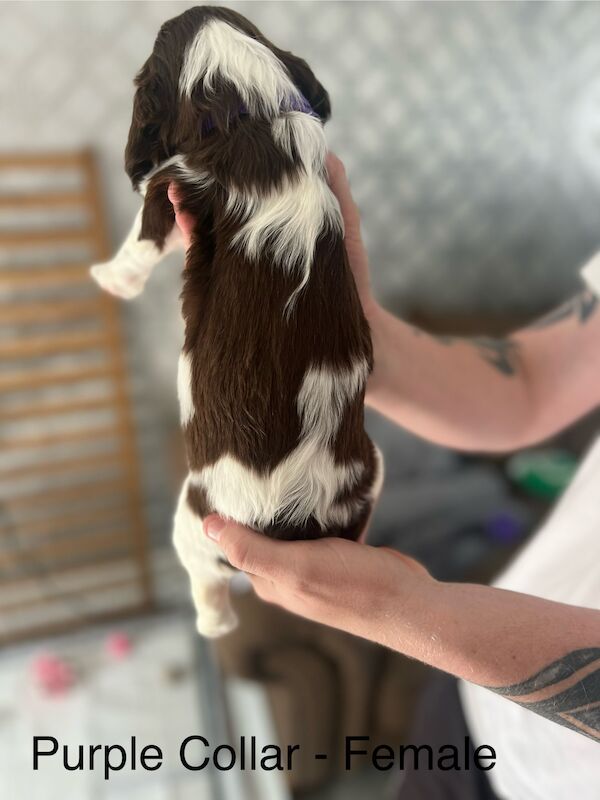 KC registered Springer Spaniel pups for sale in Selkirk, Scottish Borders - Image 11