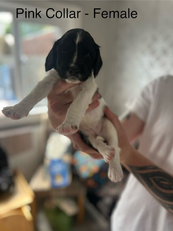 KC registered Springer Spaniel pups for sale in Selkirk, Scottish Borders - Image 14