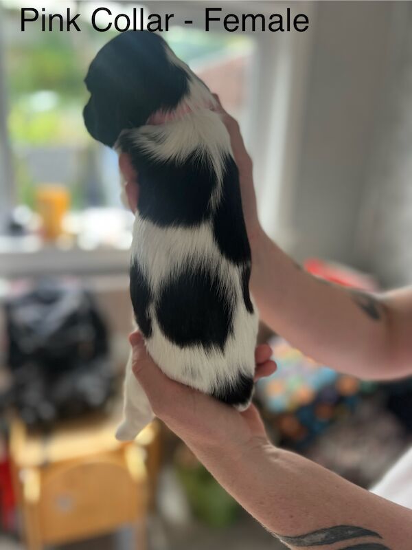 KC registered Springer Spaniel pups for sale in Selkirk, Scottish Borders - Image 15