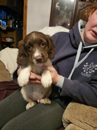 KC registered springer spaniels for sale in Haslingden, Lancashire