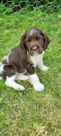 Kc registered springer spaniels puppies for sale in Morecambe, Lancashire - Image 1