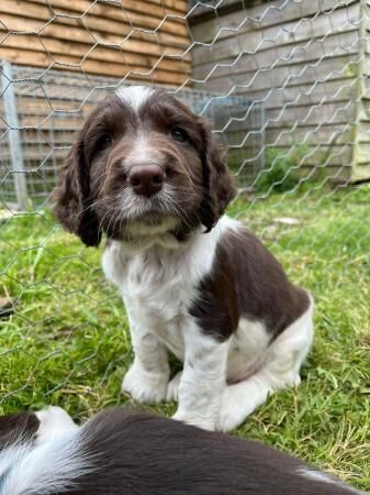 Kc registered springer spaniels puppies for sale in Morecambe, Lancashire - Image 2