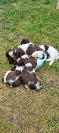 Kc registered springer spaniels puppies for sale in Morecambe, Lancashire - Image 3