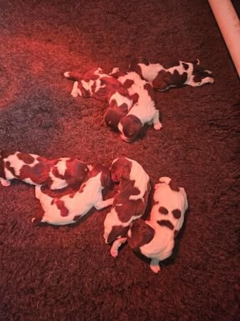 Kc registered springer spaniels puppies for sale in Morecambe, Lancashire - Image 4