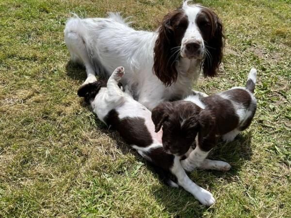 Kc registered springer spaniels puppies for sale in Morecambe, Lancashire - Image 5