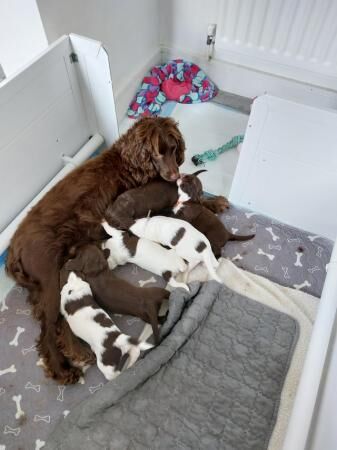 KC Registered Springer Spaniels Puppies ( 4 weeks old) for sale in Bolton Green, Lancashire - Image 1