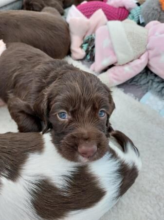 KC Registered Springer Spaniels Puppies ( 4 weeks old) for sale in Bolton Green, Lancashire - Image 2