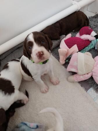 KC Registered Springer Spaniels Puppies ( 4 weeks old) for sale in Bolton Green, Lancashire - Image 3