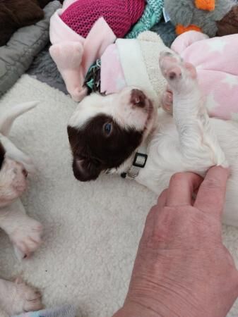 KC Registered Springer Spaniels Puppies ( 4 weeks old) for sale in Bolton Green, Lancashire - Image 4