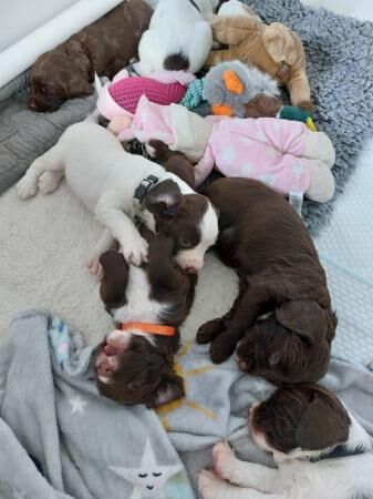 KC Registered Springer Spaniels Puppies ( 4 weeks old) for sale in Bolton Green, Lancashire - Image 5