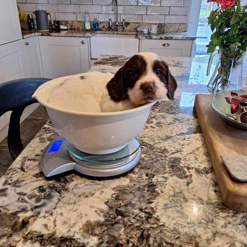 KC Registered Working English Springer Spaniel for sale in Bury, Greater Manchester