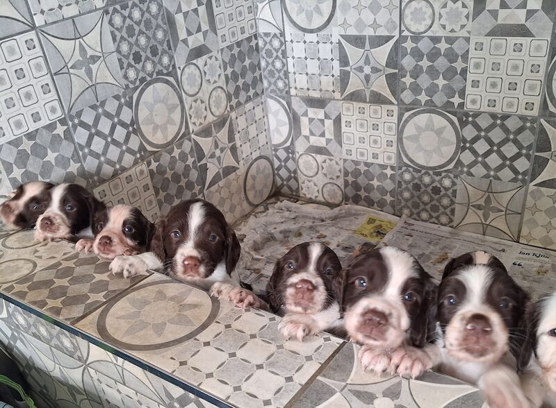 KC Registered Working English Springer Spaniel for sale in Bury, Greater Manchester - Image 2