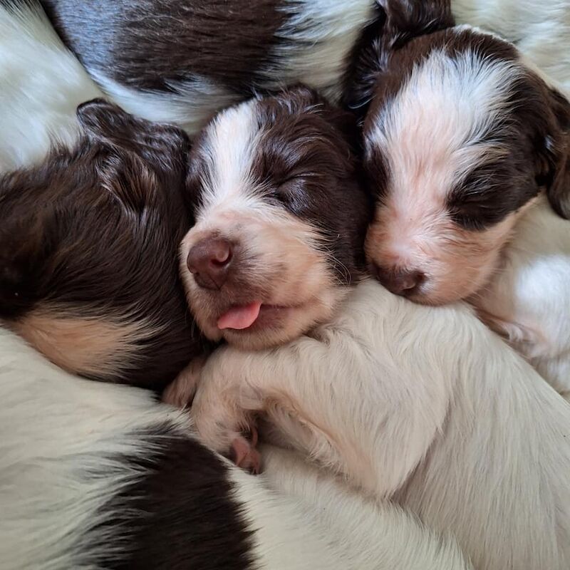 KC Registered Working English Springer Spaniel for sale in Bury, Greater Manchester - Image 3
