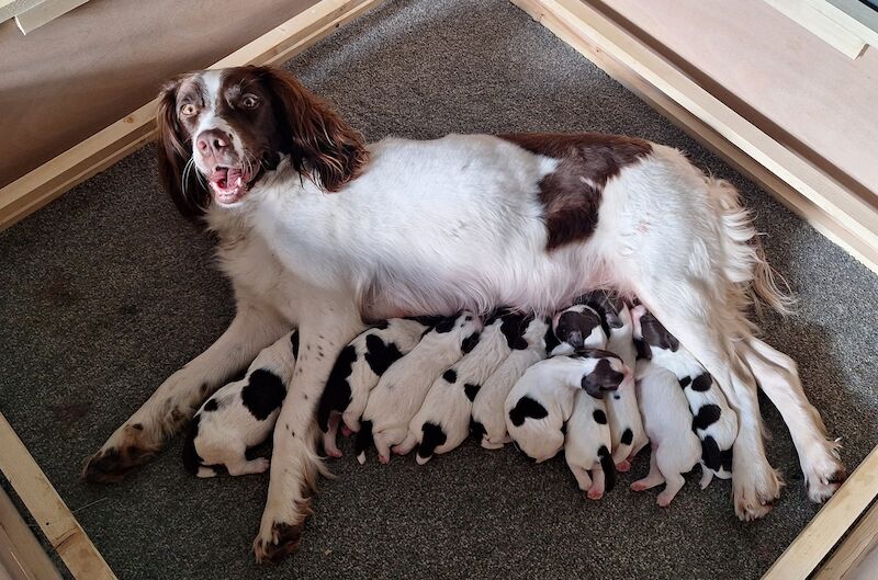 KC Registered Working English Springer Spaniel for sale in Bury, Greater Manchester - Image 4