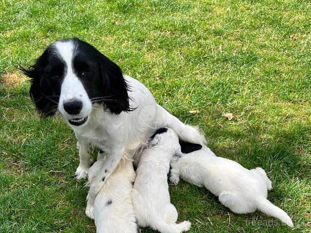 KC springer spaniel puppies - ready now for sale in Worcester, Worcestershire