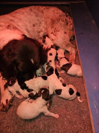 KC Springer Spaniels. For sale in Westonzoyland, Somerset