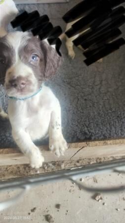 KC Springer Spaniels. For sale in Westonzoyland, Somerset - Image 2