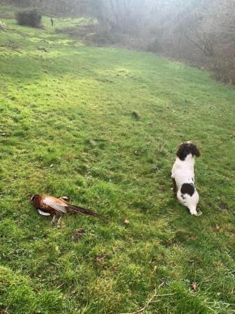 KC Springer Spaniels. For sale in Westonzoyland, Somerset - Image 3