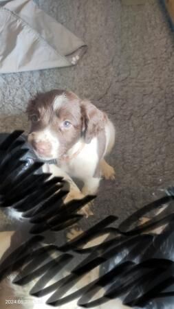 KC Springer Spaniels. For sale in Westonzoyland, Somerset - Image 5