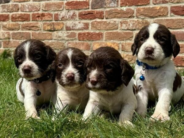 KC springer spaniels, lovely mixed litter!!! for sale in Wisbech, Cambridgeshire - Image 1