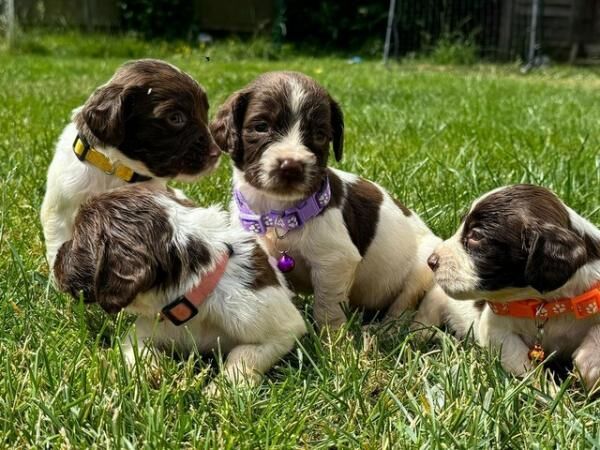 KC springer spaniels, lovely mixed litter!!! for sale in Wisbech, Cambridgeshire - Image 3