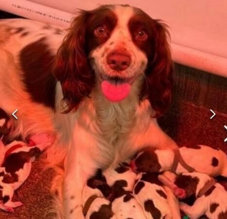 KC springer spaniels, lovely mixed litter!!! for sale in Wisbech, Cambridgeshire - Image 4