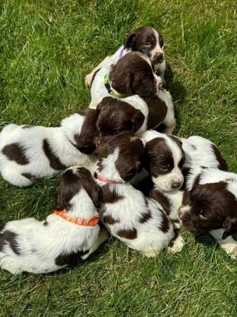 KC springer spaniels, lovely mixed litter!!! for sale in Wisbech, Cambridgeshire - Image 5
