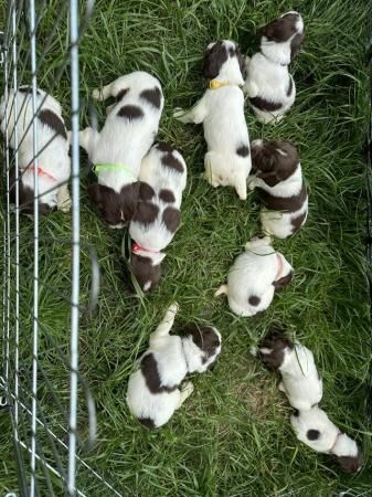 Kc springer spaniels working & ftchamp line for sale in Llandrindod Wells/Llandrindod, Powys