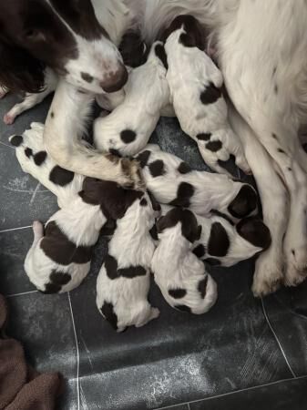 Kc springer spaniels working & ftchamp line for sale in Llandrindod Wells/Llandrindod, Powys - Image 2