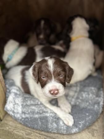 Kc springer spaniels working & ftchamp line for sale in Llandrindod Wells/Llandrindod, Powys - Image 3