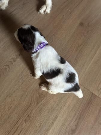 Kc springer spaniels working & ftchamp line for sale in Llandrindod Wells/Llandrindod, Powys - Image 4