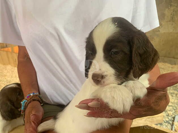 Kc Working English springers puppies for sale in Ashford, Devon