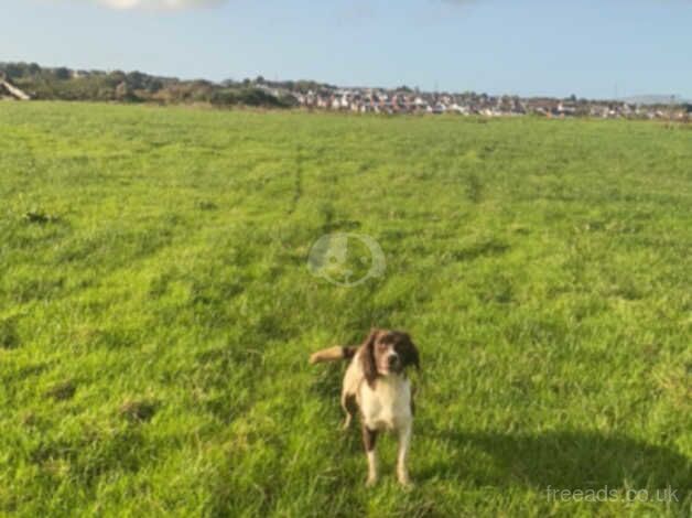 Springer Spaniels for sale in Londonderry, Derry