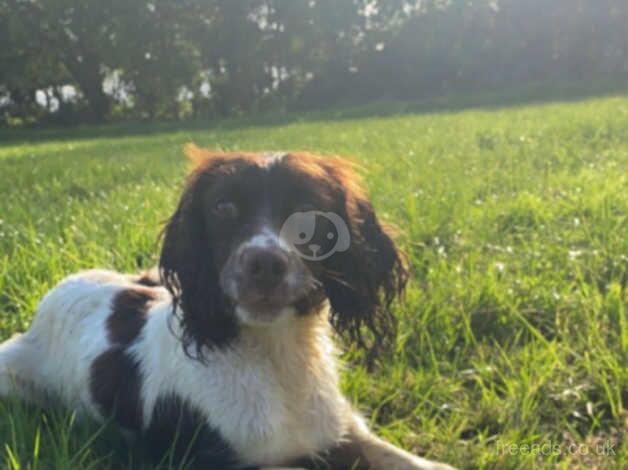 Springer Spaniel Puppies for sale in Derry