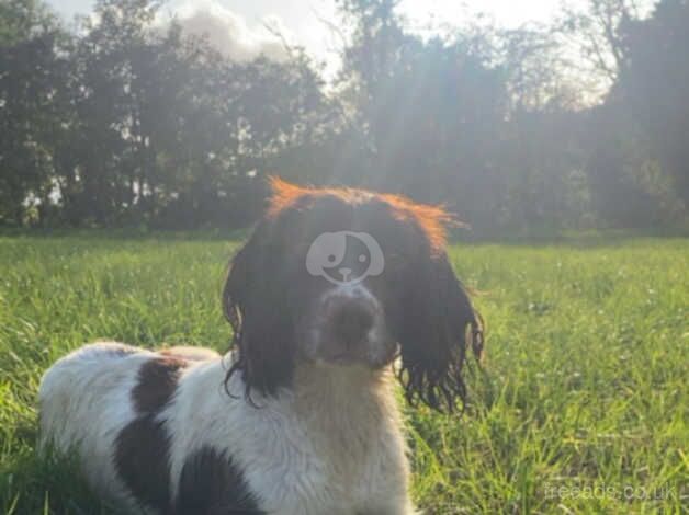 Springer Spaniel Puppies for sale