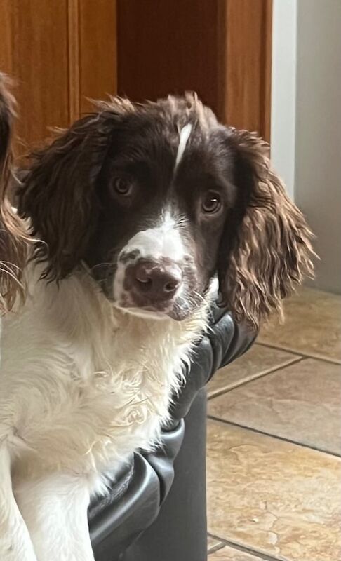 Kennel Club Springer Spaniel Male Pup for sale in Durham, County Durham