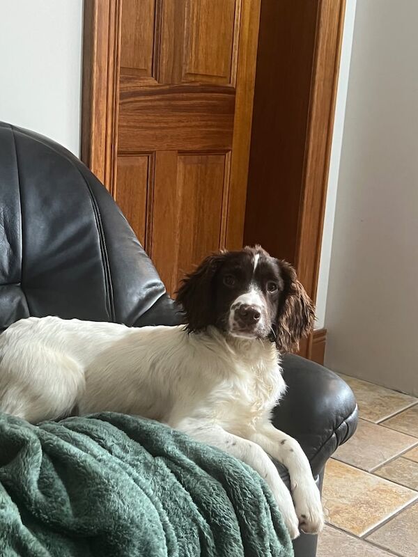 Kennel Club Springer Spaniel Male Pup for sale in Durham, County Durham - Image 2