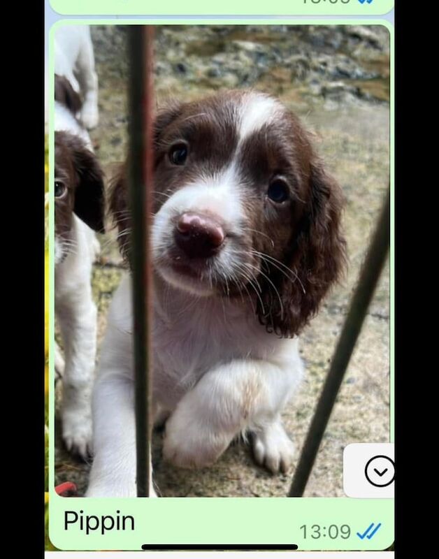 Kennel Club Springer Spaniel Male Pup for sale in Durham, County Durham - Image 3