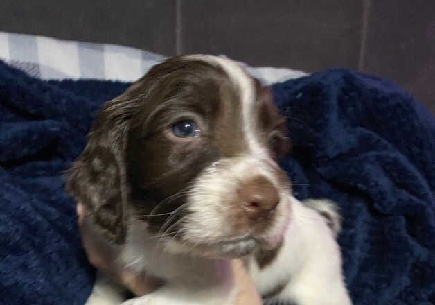 KENNEL CLUB SPRINGERS for sale in Wigan, Greater Manchester